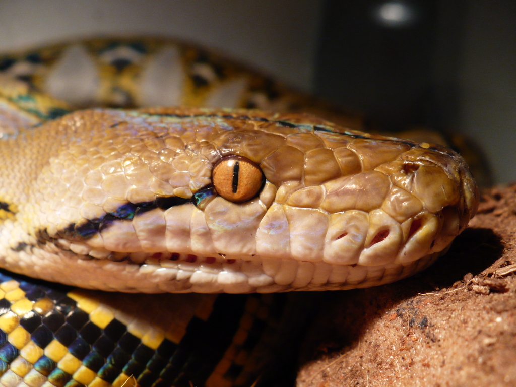 Python reticulatus